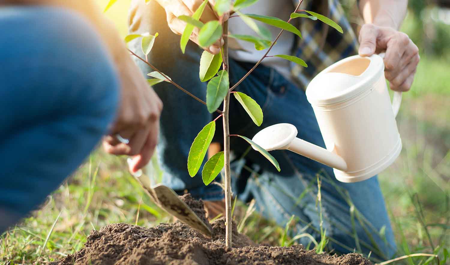 A person watering a plant using a watering can